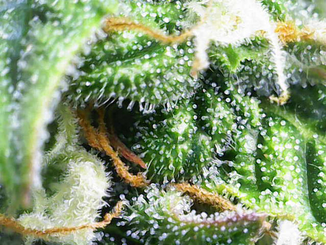 Growreport Bild 28