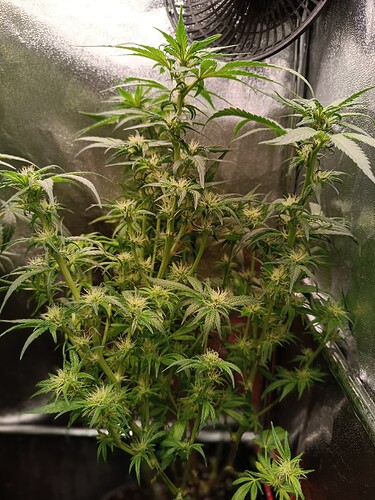Growreport Bild 6