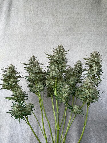Growreport Bild 5