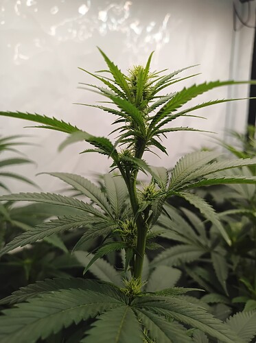 Growreport Bild 12