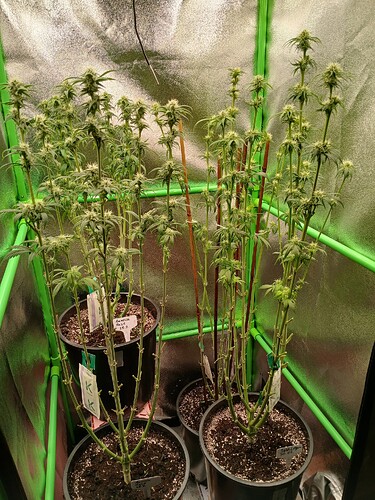 Growreport Bild 34
