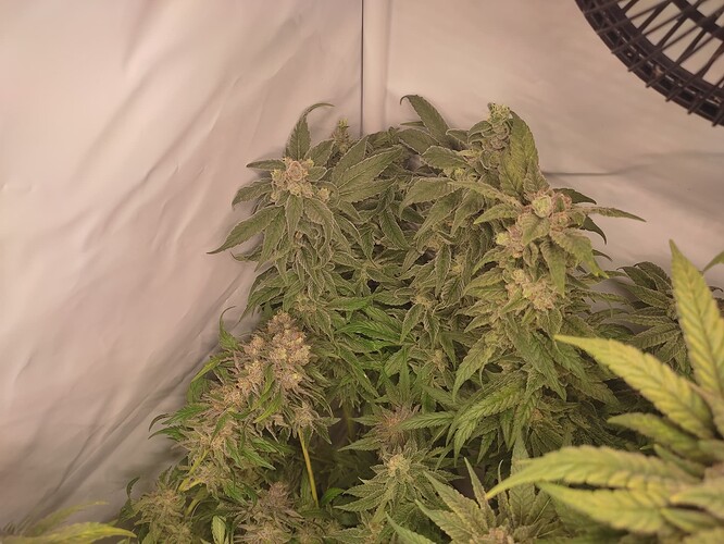 Growreport Bild 52