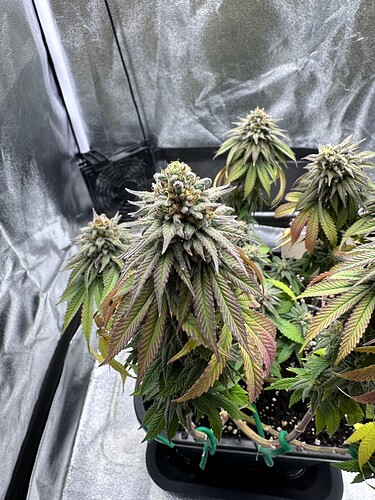 Growreport Bild 4