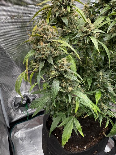 Growreport Bild 29