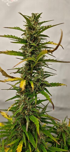 Growreport Bild 40