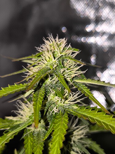 Growreport Bild 7