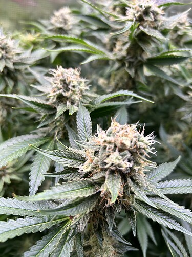 Nahaufnahme von Cannabis-Buds in der Blütephase, mit Trichomen und Pistillen deutlich sichtbar.