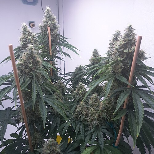Growreport Bild 23