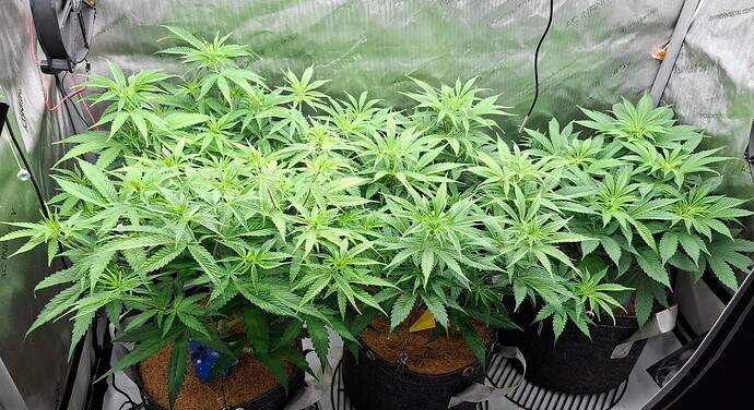 Growreport Bild 1