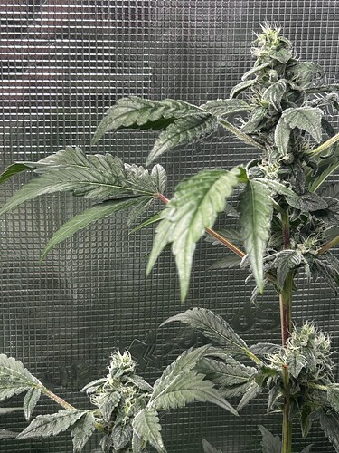 Growreport Bild 4
