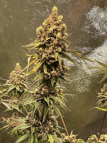 Growreport Bild 17