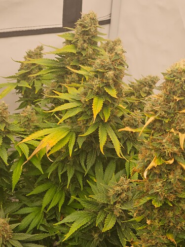 Growreport Bild 2