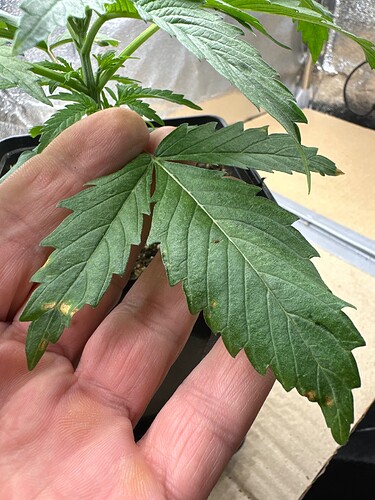 Growreport Bild 7