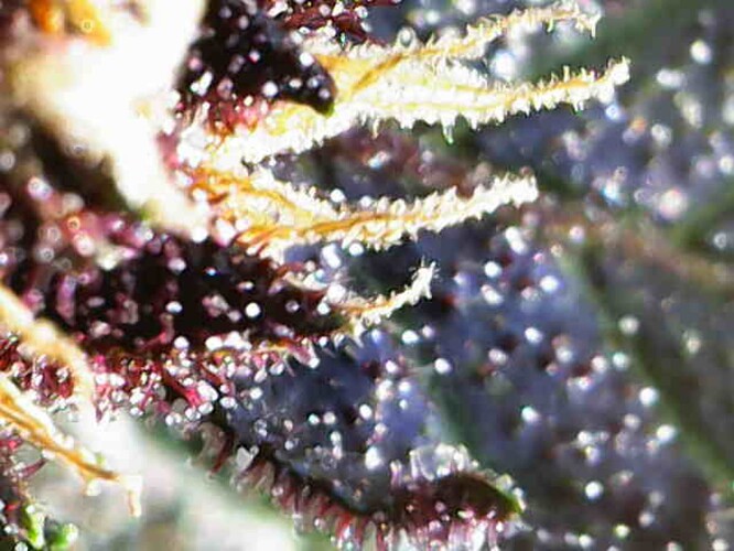 Growreport Bild 5