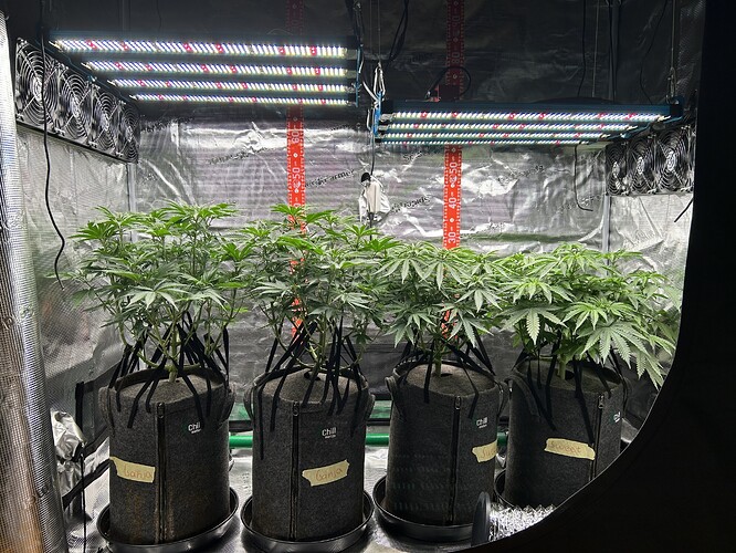 Vier Cannabis-Pflanzen in Stofftöpfen in einem Growzelt unter LED-Beleuchtung.