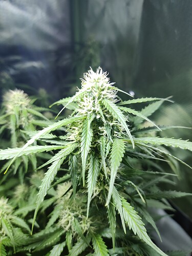Growreport Bild 5