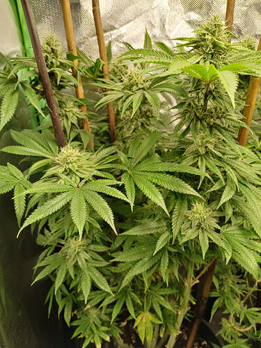 Growreport Bild 4