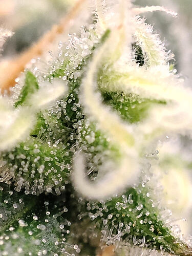 Growreport Bild 18