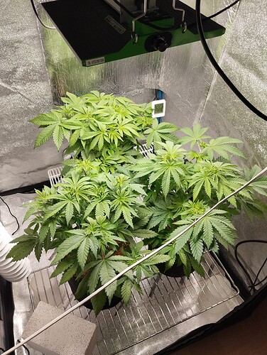 Growreport Bild 4