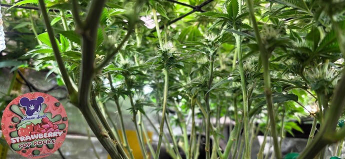 Growreport Bild 30