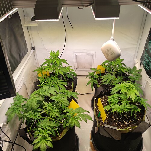 Growreport Bild 27
