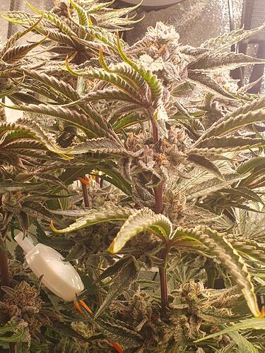 Growreport Bild 3