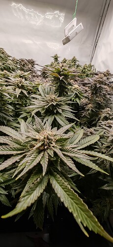 Growreport Bild 6