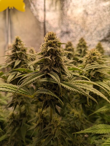 PXL_20240205_193210908