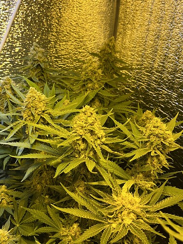 Growreport Bild 2