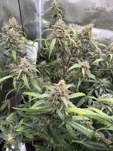 Growreport Bild 10
