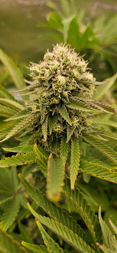 Growreport Bild 53