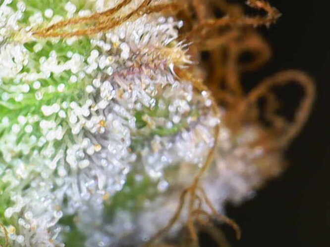Growreport Bild 7