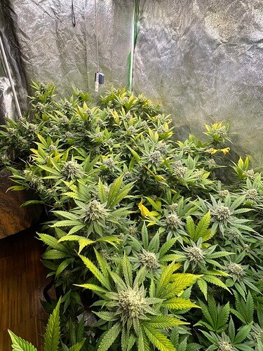 Growreport Bild 2
