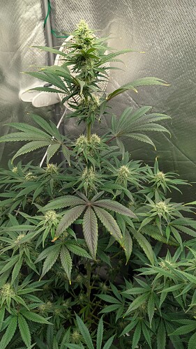Growreport Bild 3