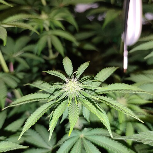Growreport Bild 5