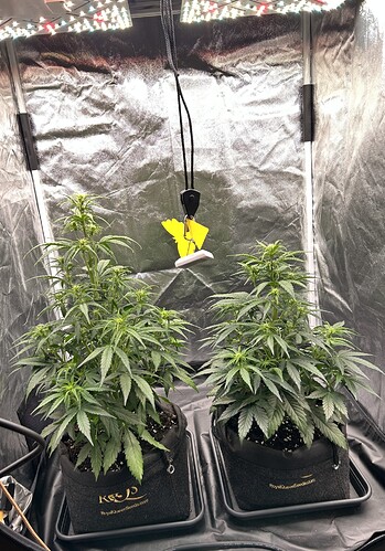 Growreport Bild 1
