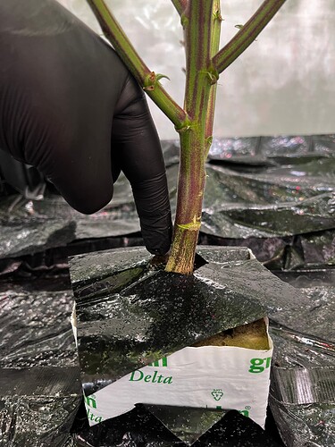 Growreport Bild 3