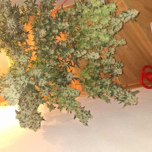 Growreport Bild 14