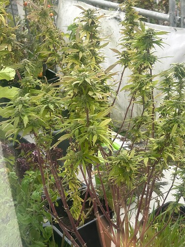 Growreport Bild 16