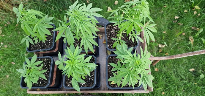 Growreport Bild 2