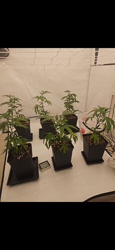 Growreport Bild 3