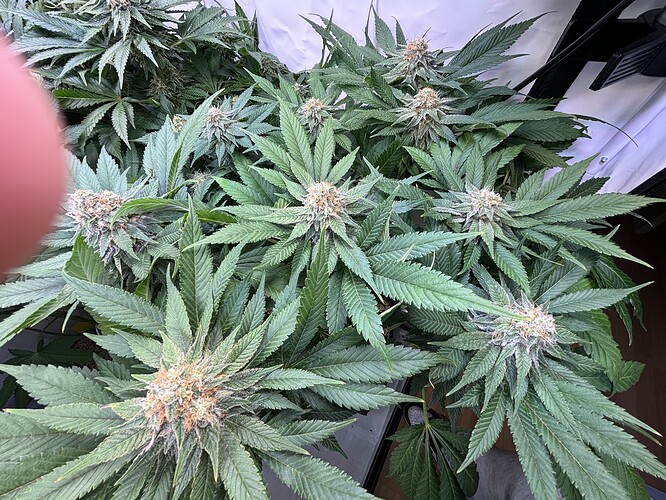 Growreport Bild 14