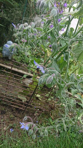 Growreport Bild 62