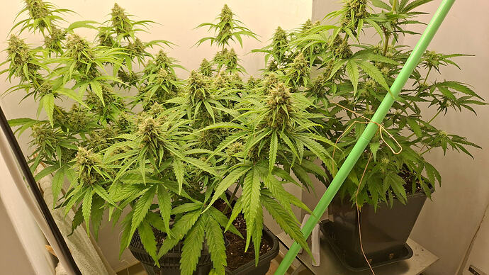 Growreport Bild 303