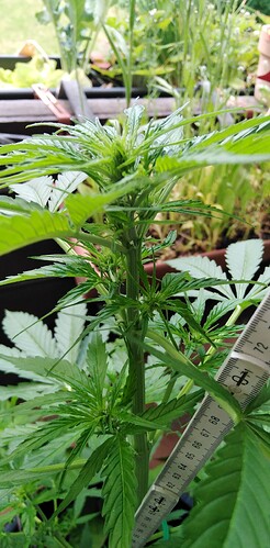 Growreport Bild 7