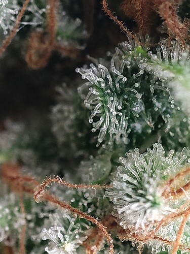 Growreport Bild 65