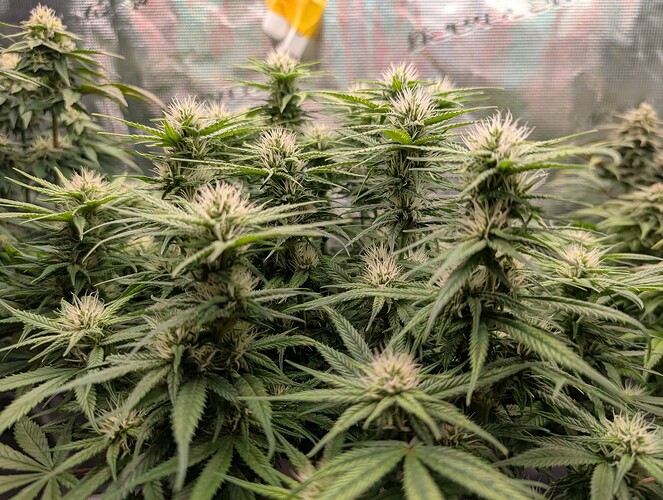 Growreport Bild 5