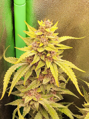 Growreport Bild 6