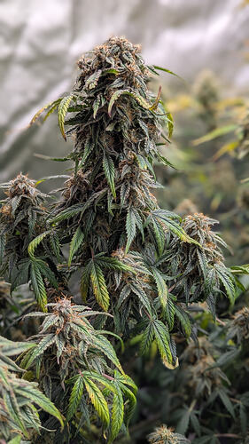 Growreport Bild 4
