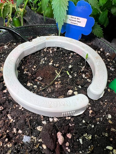 Growreport Bild 49